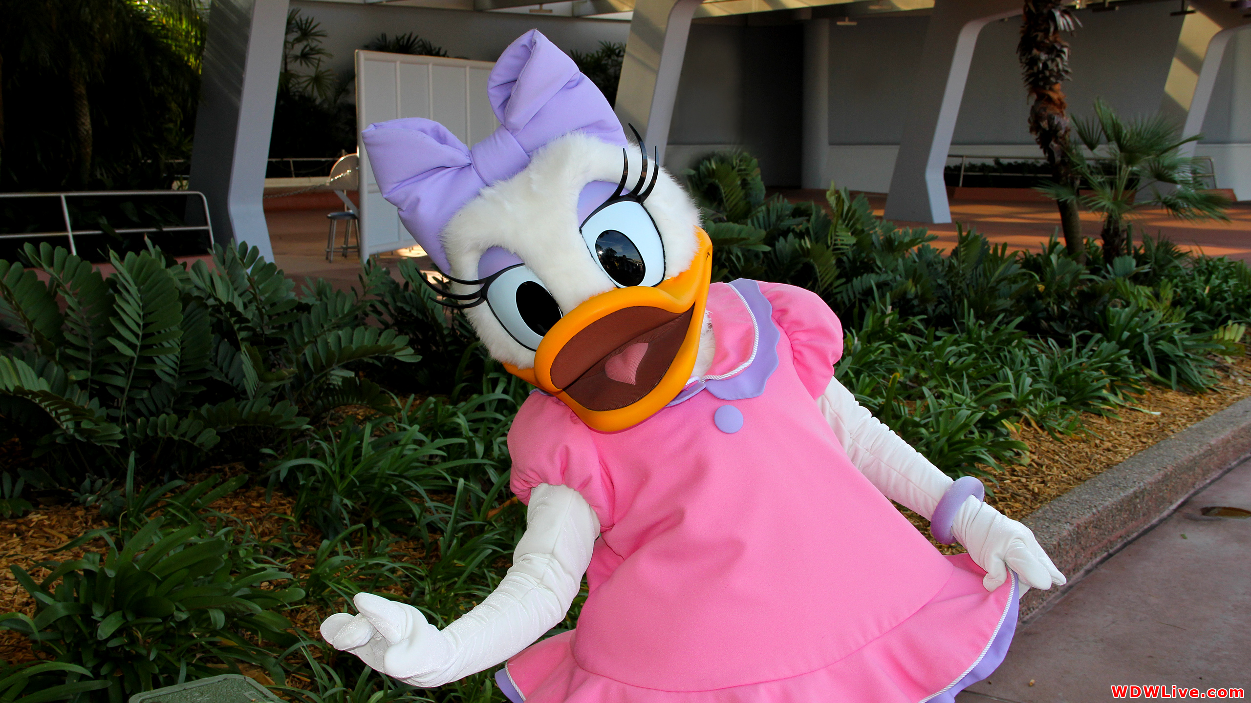 daisy duck walt disney