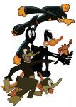 Daffy duck evolution